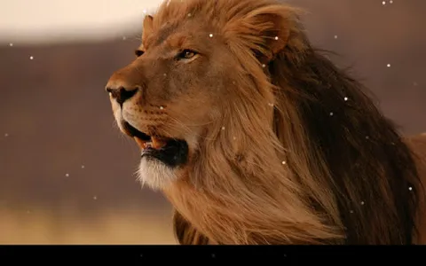 Lion Live Wallpaper screenshot 9