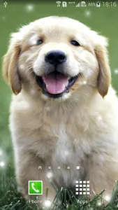 Puppies Live Wallpaper screenshot 1