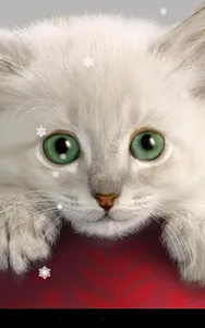 Xmas Cat Live Wallpaper screenshot 0