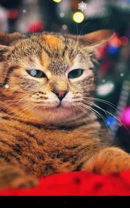 Xmas Cat Live Wallpaper screenshot 2
