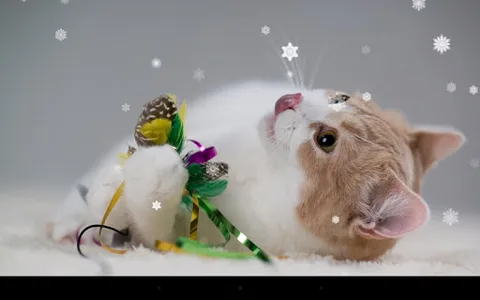 Xmas Cat Live Wallpaper screenshot 7