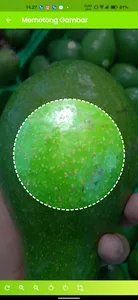 Avocado Detection screenshot 4