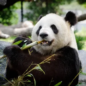 cartoon xApp screenshot 1