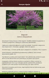 Konuşan Ağaç screenshot 7