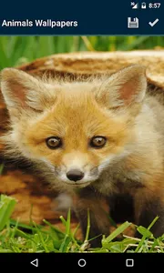 Animals Wallpapers screenshot 2
