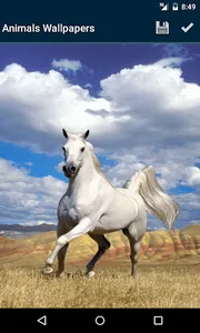 Animals Wallpapers screenshot 3