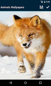 Animals Wallpapers screenshot 4