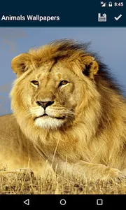 Animals Wallpapers screenshot 5