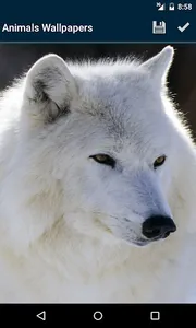 Animals Wallpapers screenshot 6