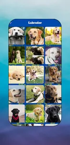 Labrador Puppy & Lab Images screenshot 2