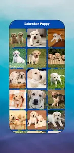 Labrador Puppy & Lab Images screenshot 3