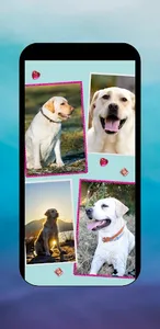 Labrador Puppy & Lab Images screenshot 5