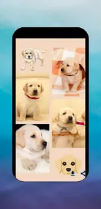 Labrador Puppy & Lab Images screenshot 6