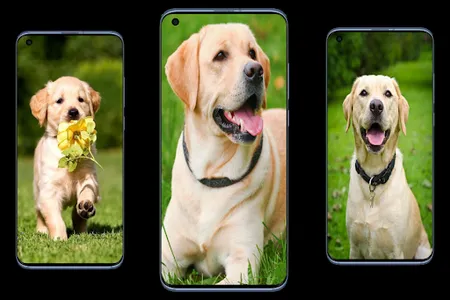 Labrador Wallpapers screenshot 2