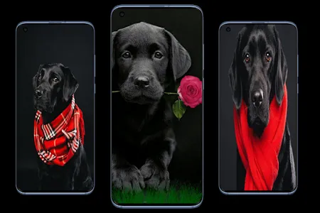 Labrador Wallpapers screenshot 3