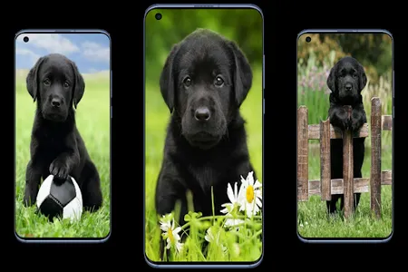 Labrador Wallpapers screenshot 5