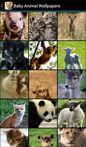 Baby Animal Wallpapers screenshot 1