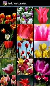 Tulip Wallpapers screenshot 1