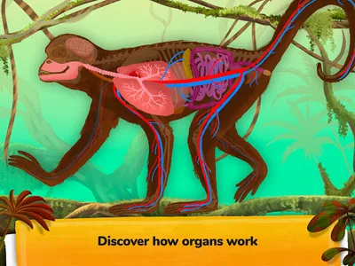 How do Animals Work? screenshot 11