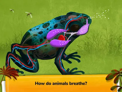 How do Animals Work? screenshot 18