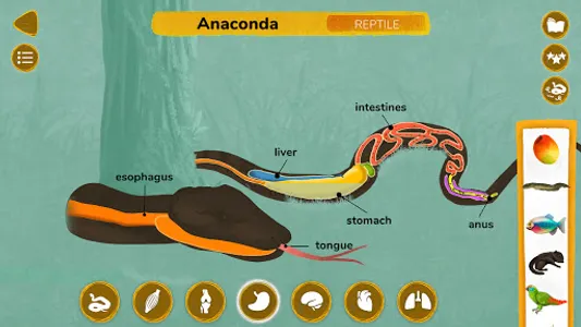 How do Animals Work? screenshot 7