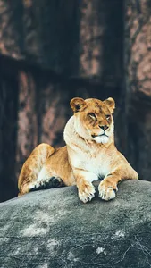 Lion Wallpaper HD screenshot 0