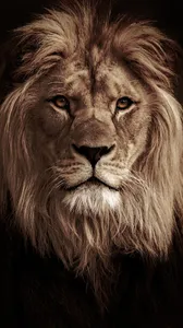 Lion Wallpaper HD screenshot 4