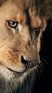 Lion Wallpaper HD screenshot 6