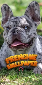 french bulldog wallpaper screenshot 0