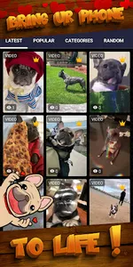 french bulldog wallpaper screenshot 1