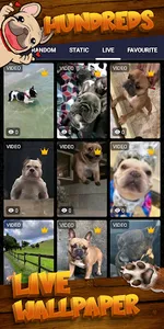 french bulldog wallpaper screenshot 2