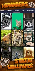 french bulldog wallpaper screenshot 3