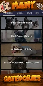 french bulldog wallpaper screenshot 4