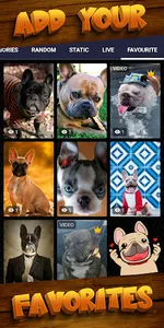french bulldog wallpaper screenshot 5