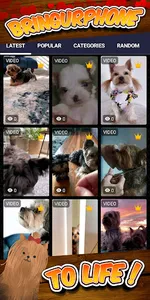 yorkie wallpaper screenshot 1