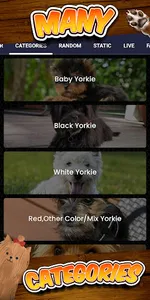 yorkie wallpaper screenshot 4