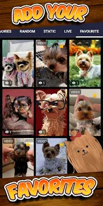 yorkie wallpaper screenshot 5