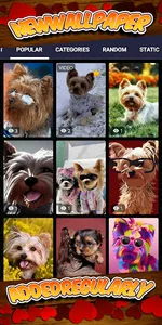 yorkie wallpaper screenshot 7
