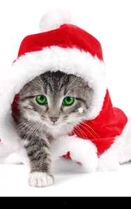 Christmas Cat Live Wallpaper screenshot 0