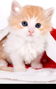 Christmas Cat Live Wallpaper screenshot 1