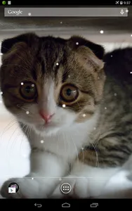 Scottish Fold Cat LWP screenshot 4