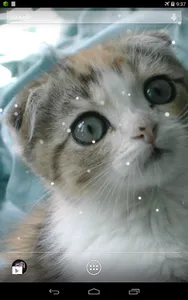 Scottish Fold Cat LWP screenshot 5