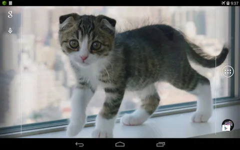 Scottish Fold Cat LWP screenshot 6