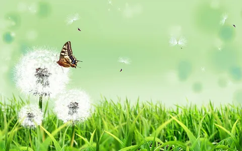 Butterfly Live Wallpaper screenshot 1