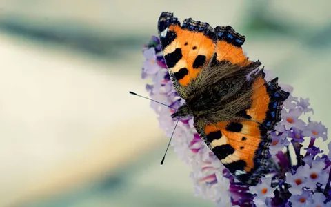 Butterfly Live Wallpaper screenshot 6