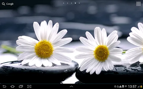 Daisies Flowers Live Wallpaper screenshot 9