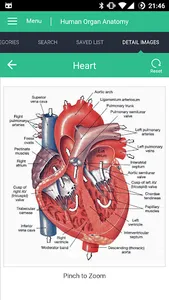 Human Organs Anatomy Reference screenshot 2