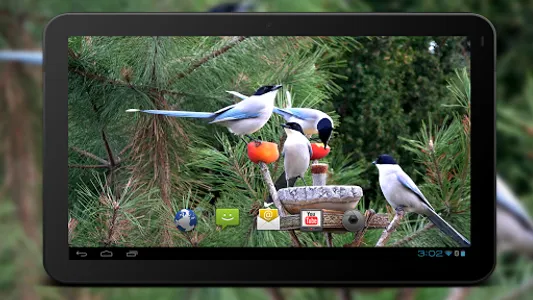 4K Garden Birds Video Live Wal screenshot 4