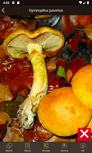 iFungi AU - Australian mushroo screenshot 4
