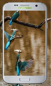 Lovly Bird Wallpapers screenshot 0